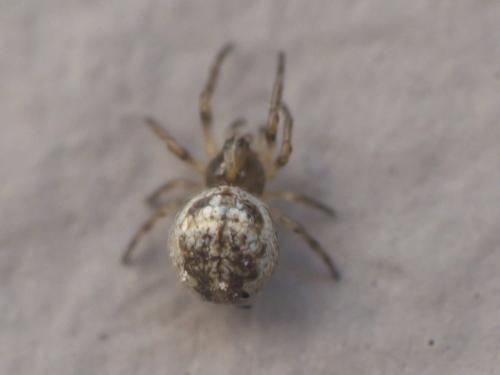 Réf. 217 516 : Larinioides sp.
